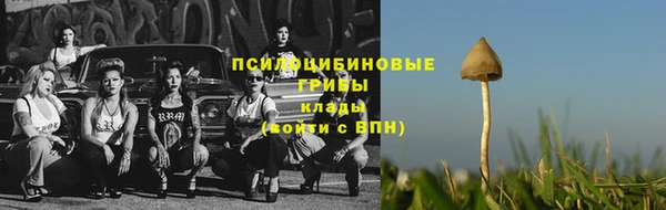 стаф Белокуриха